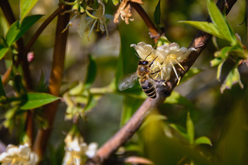 Worker bee  is collect the nectar from flowering honeysuckle, closeup
