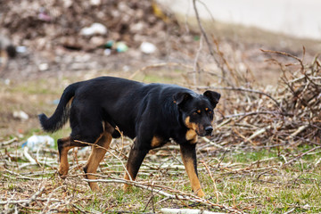 Homeless street dog with black hair on the lawn in the city.