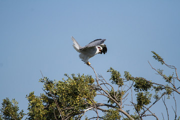 Black Winged Kite playing on a tree