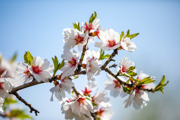 Obraz na płótnie Canvas Blossoming apple trees orchard in garden and park during springtime, Prague, Czech republic