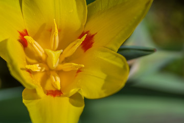 Tulip flower with parted petals on a closeup