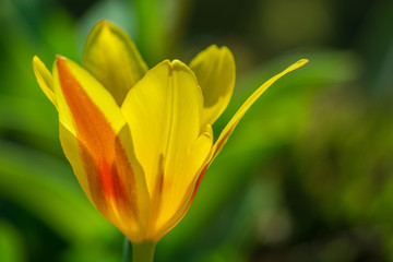 Yellow-red tulip flower with open petals