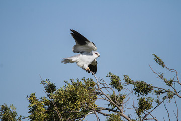 Black Winged Kite playing on a tree