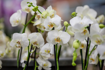 spring flowers in pots on the shelf of an Orchids flower shop