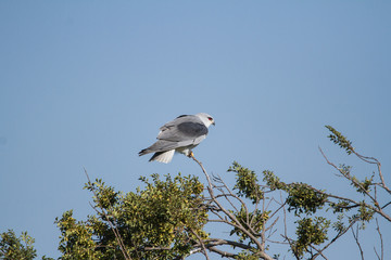 Black Winged Kite playing on a tree
