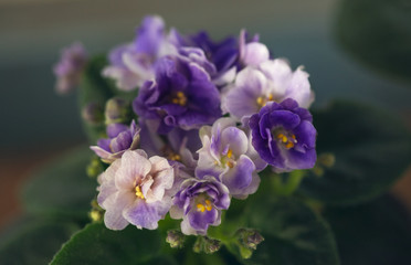 Saintpaulia (Chameleon) blooms with different purple terry flowers. Toning.. Shallow DOW