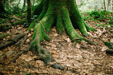 Moss-covered tree roots and fallen leaves covering the ground around the tree. Fairy Forest