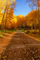 Fototapeta premium Autumn Color in San Juan and Rocky Mountains of Colorado