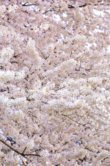 Blossoming apple trees orchard in garden and park during springtime, Prague, Czech republic