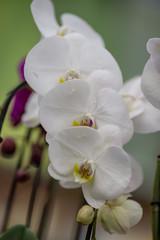 Fototapeta na wymiar spring flowers in pots on the shelf of an Orchids flower shop