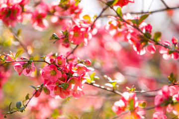 Cherry pink blossom in spring park of Prague, Czech republic
