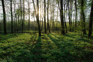 Obraz premium Sun behind a tree in the forest and blooming white flowers