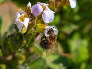 Biene saugt Nektar an den ersten Frühlingsblüten