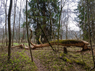 Vom Bieber gef&auml;llter und entrindeter Baum