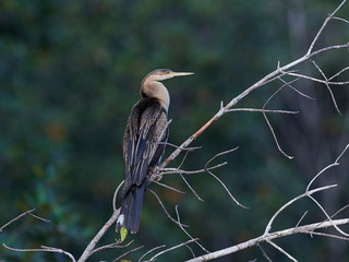 African darter (Anhinga rufa)