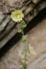 Blooming mallow. Beautiful flowers of yellow mallow on the background of rocks