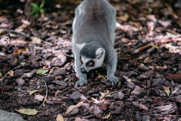 Lemur primate in the cage free park sitting on the ground