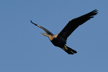 African darter (Anhinga rufa)