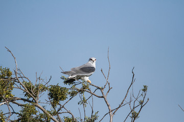 Black Winged Kite playing on a tree