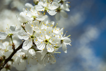 Obraz premium A bouquet of white cherry flowers illuminated by sunlight