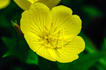 Yellow flowers of oenothera biennis in garden.