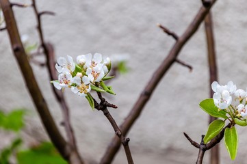 A close up of trees blossom in bloom in the spring 