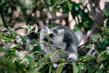 Lemur primate in the cage free park sitting on the tree and eating leaves