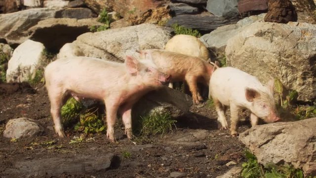 Pigs at Traditional Svan Village in Georgian Republic