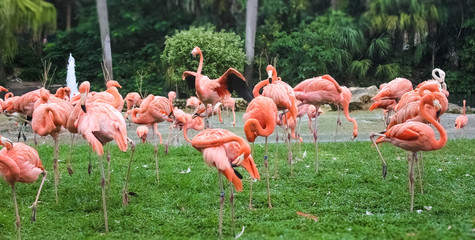 Pink flamingo standing on the grass near the water. Birds clean feathers