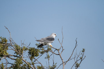Black Winged Kite playing on a tree