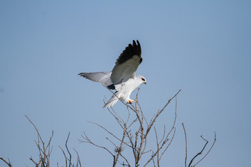 Black Winged Kite playing on a tree