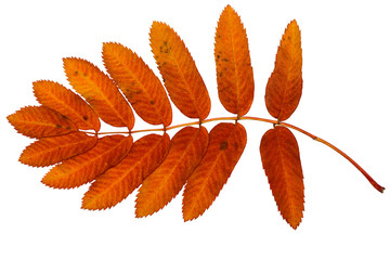 bright red leaf of mountain ash on a white background