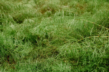 Background green forest horsetail. Abstract background, copy space