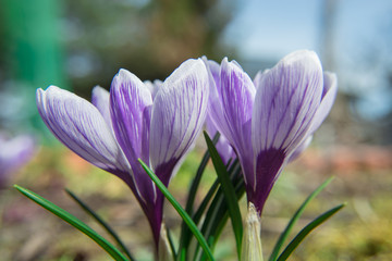 Blooming crocus flowers on a sunny spring day