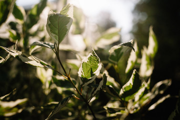 Pedilanthus with green leaves. Shallow depth of field. Leaves in backlit sunlight.