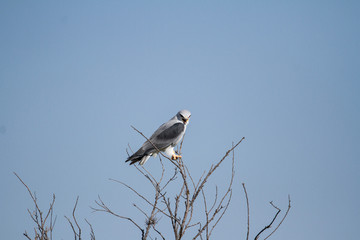 Black Winged Kite on a tree