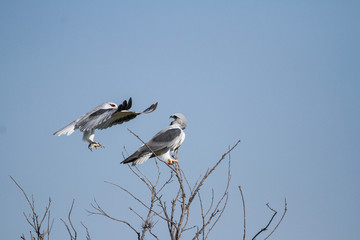 Black Winged Kites fight mid-air