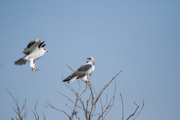 Obraz premium Black Winged Kites fight mid-air