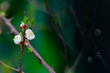 spring and blooming trees	