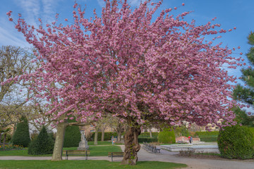 Asnieres, France - 07 05 2019: Cherry tree