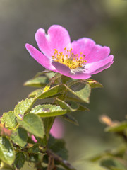 Dog rose blooming