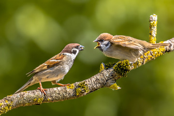 Eurasian tree sparrow with young
