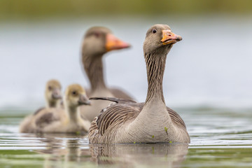 Greylag goose family