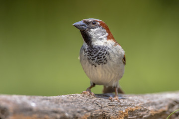 House Sparrow male