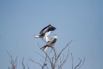 Kites fighting mid-air