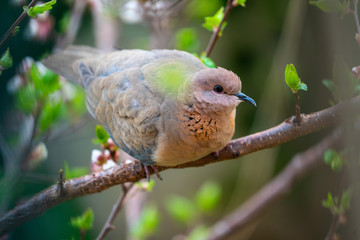 dove on branch