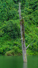 Trunk of dead ulin tree (Eusideroxylon zwageri) in the middle of a lake in East kalimantan, Borneo