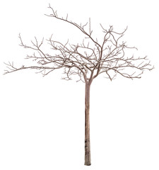 Dry tree without leaves isolated on white