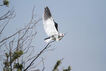 Kite displaying aerobics