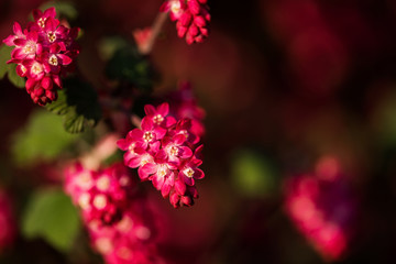 kwiat © kolorowekadry